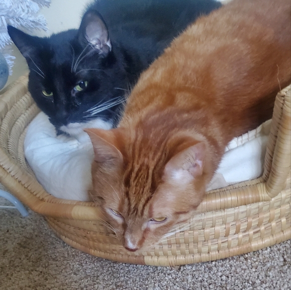 Meet your Posher, Angela - Picture 2 of 2